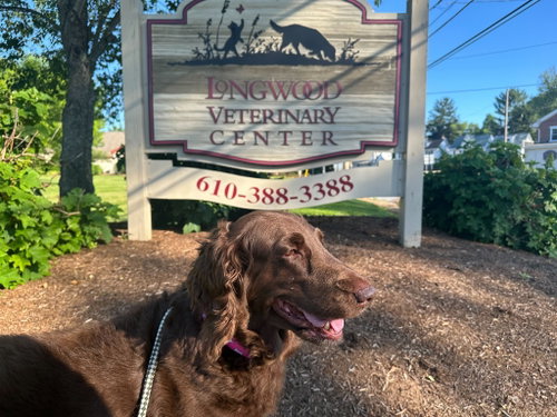 Millie, an adoptable Labrador Retriever in Chestertown, MD
