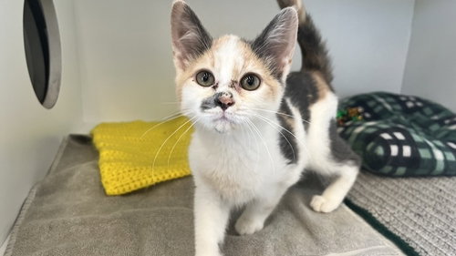 Deni, an adoptable Domestic Short Hair in Chestertown, MD