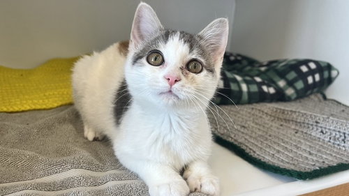 Giselle, an adoptable Domestic Short Hair in Chestertown, MD