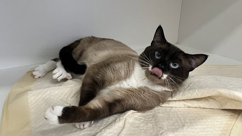 Opie