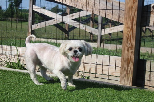 Sadie photo 2