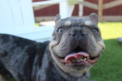 Milo photo 3