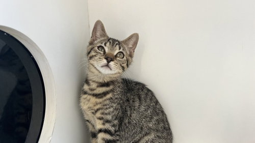 CHEECH - Domestic Short Hair available for adoption