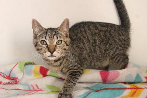 CHEECH - Domestic Short Hair available for adoption