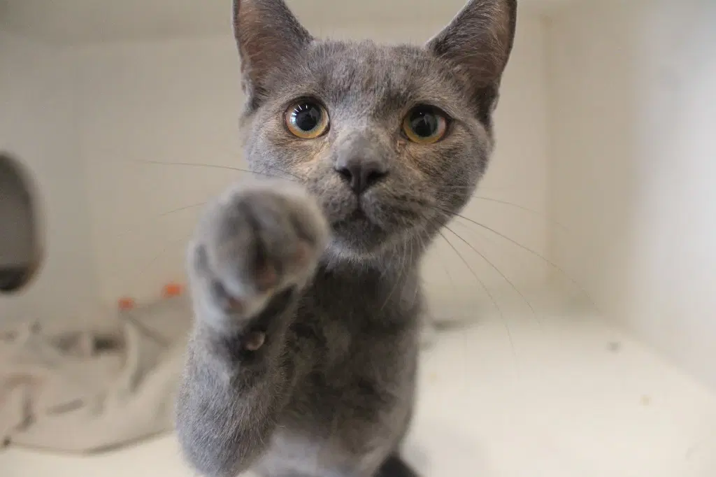 Silent Bob - Domestic Short Hair