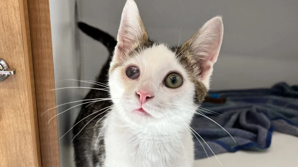 Al