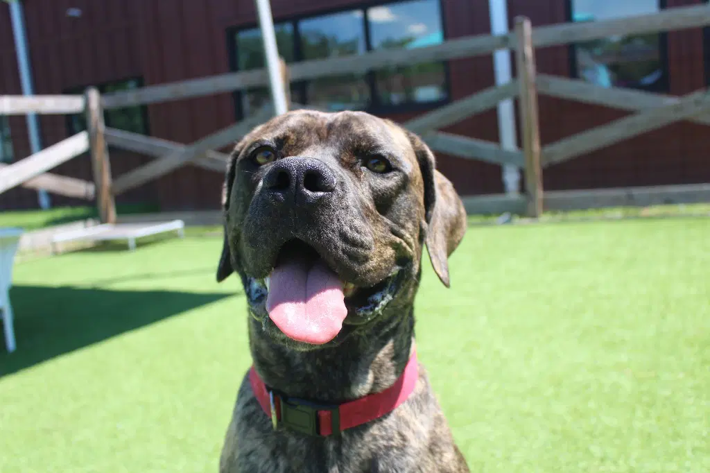 Gadgi - Cane Corso