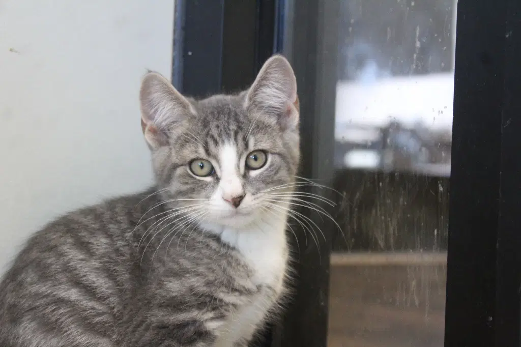 Ghastly - Domestic Short Hair