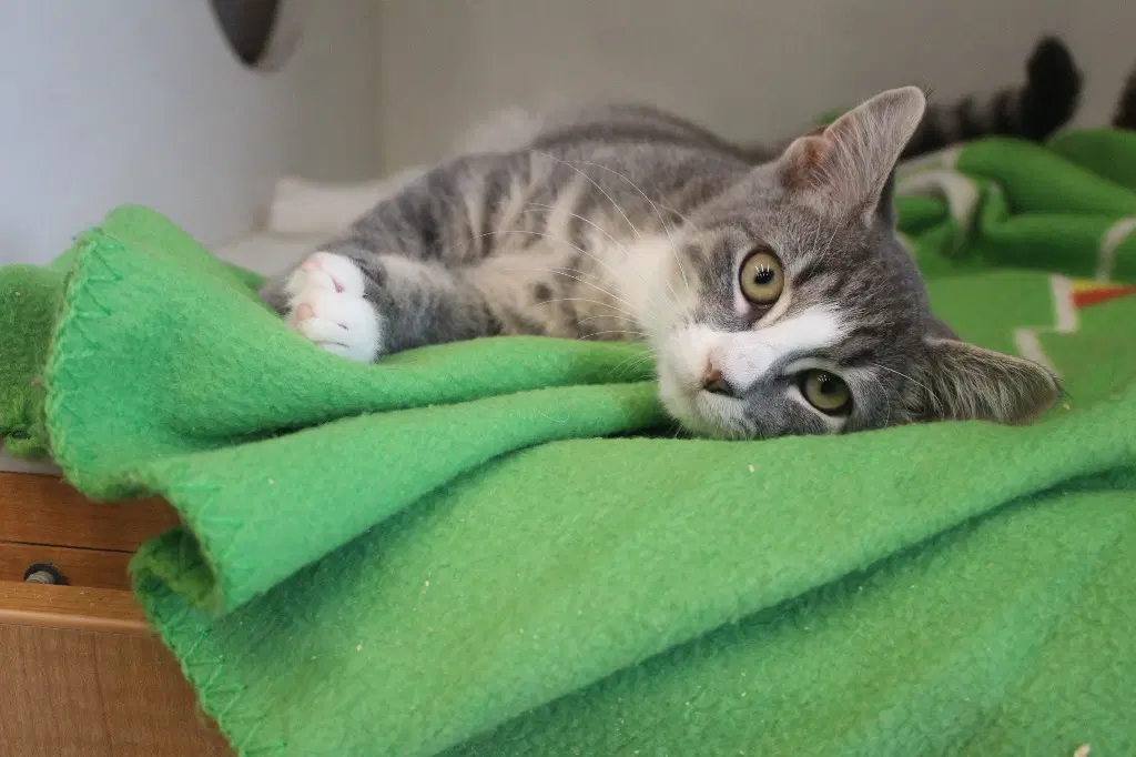 Ghastly - Domestic Short Hair