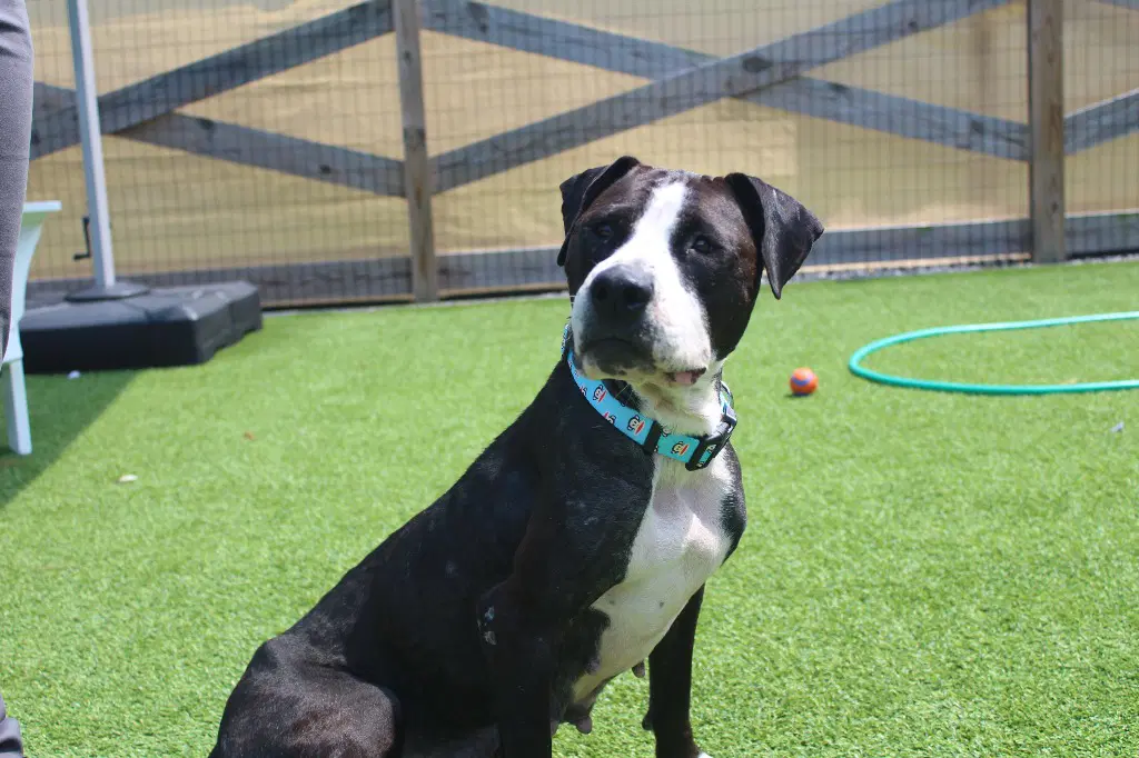 Peppercorn - Pit Bull Terrier