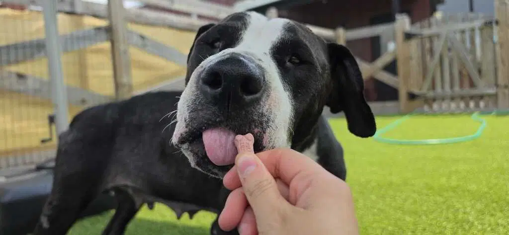 Peppercorn image 2