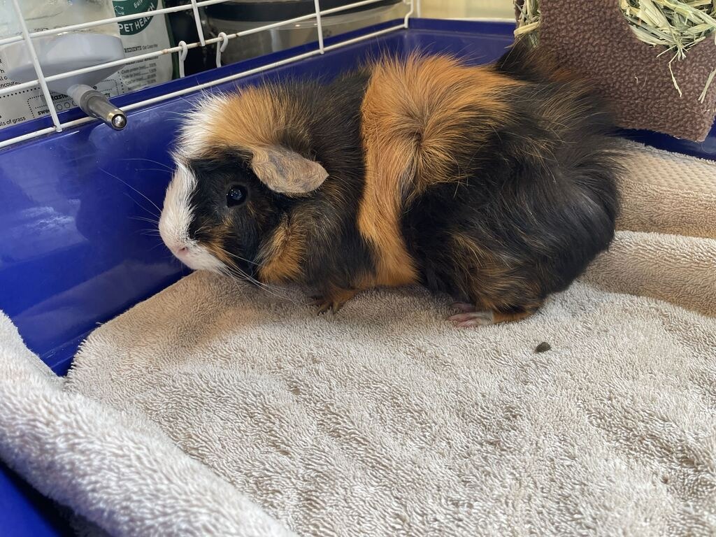 Mr.Loaf, other