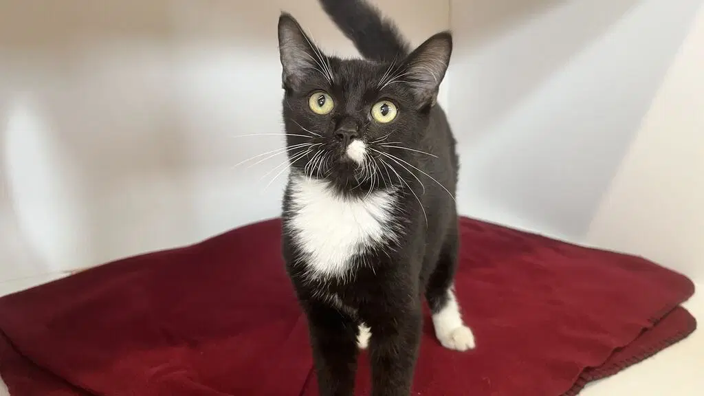 Winnebago - Domestic Short Hair