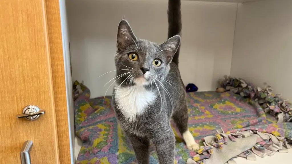 Big Tex - Domestic Short Hair
