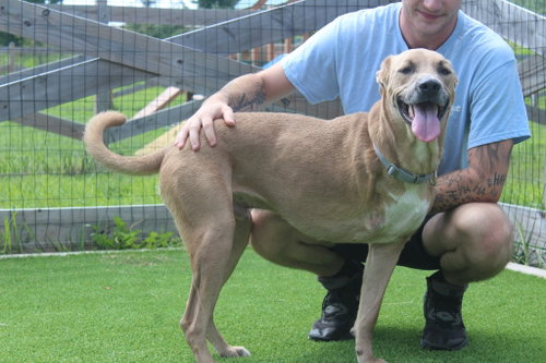 Maverick, a dog for adoption from Humane Society of Kent County Maryland Inc.