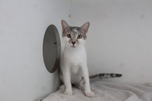 Wobbegong, a cat for adoption from Humane Society of Kent County Maryland Inc.
