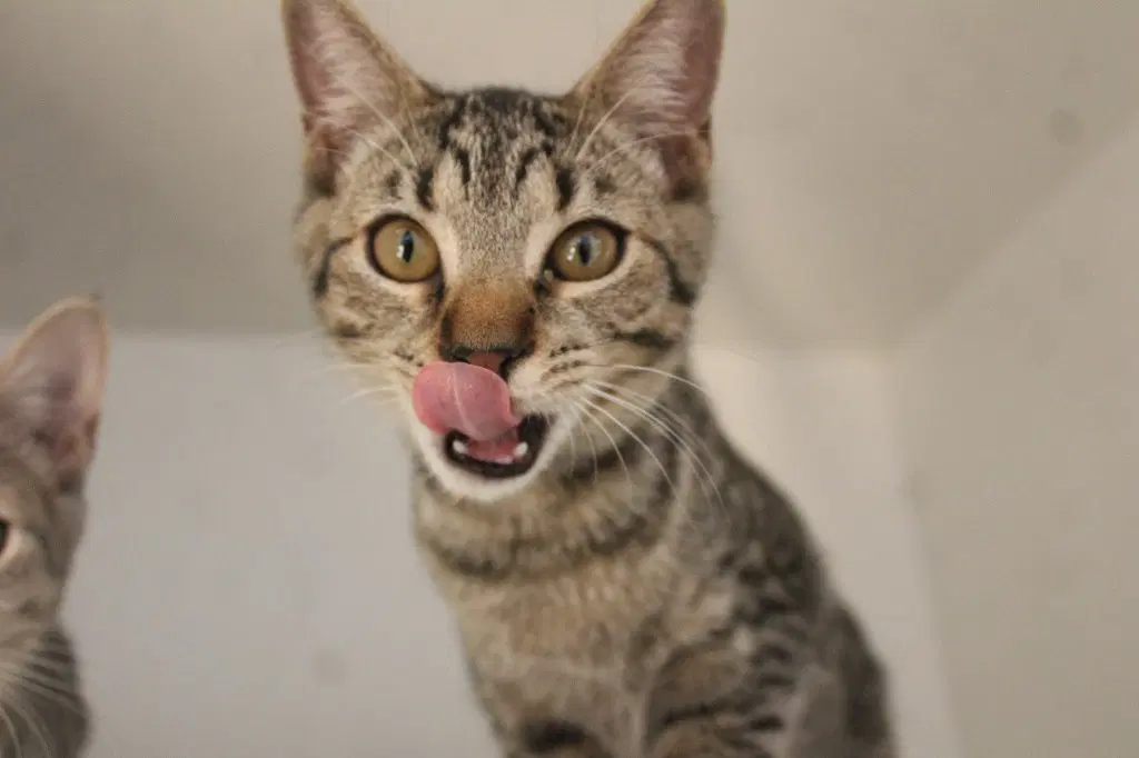 Cheech - Domestic Short Hair