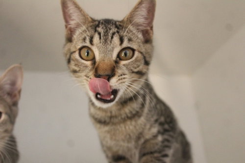 Cheech, a cat for adoption from Humane Society of Kent County Maryland Inc.