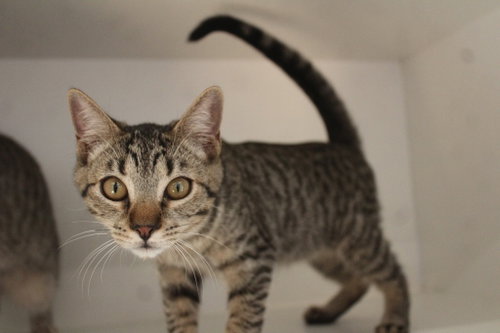 Photo 2 of Cheech