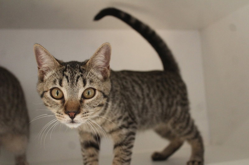Cheech, photo 2