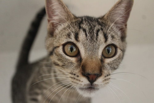 Photo 3 of Cheech