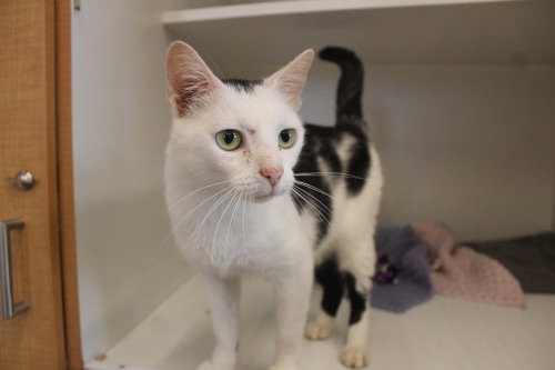 Cornelia Kernelton, a cat for adoption from Humane Society of Kent County Maryland Inc.