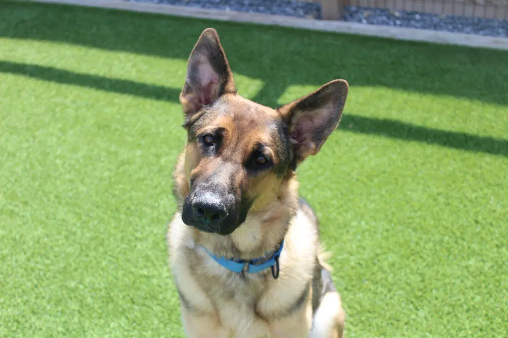 Indy - German Shepherd Dog