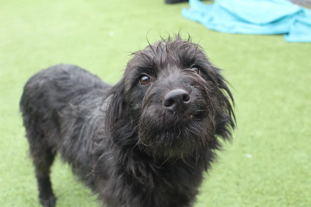 Posey - Schnauzer mix