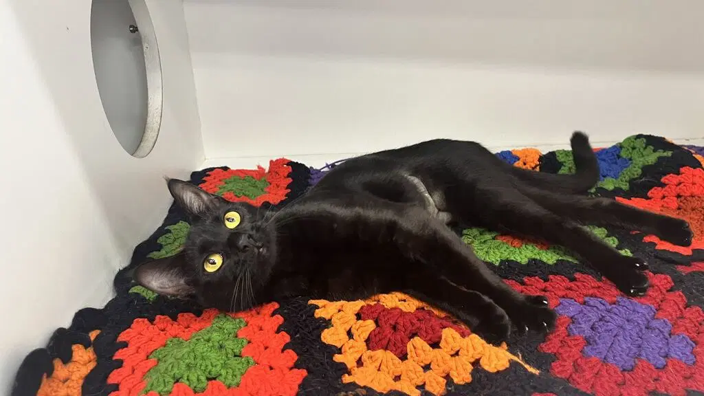 Lottie - Domestic Short Hair