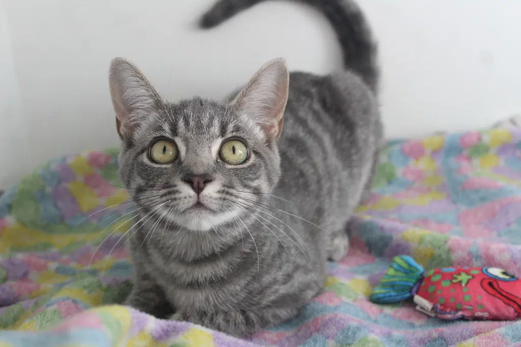 Regina George - Domestic Short Hair