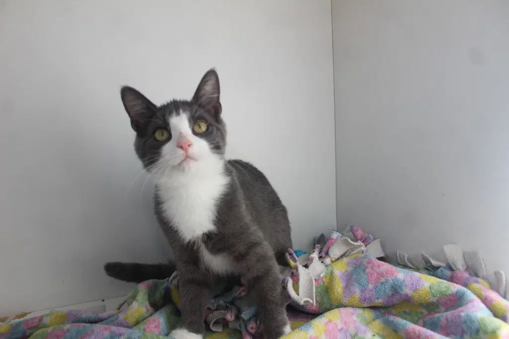 Karen Smith - Domestic Short Hair