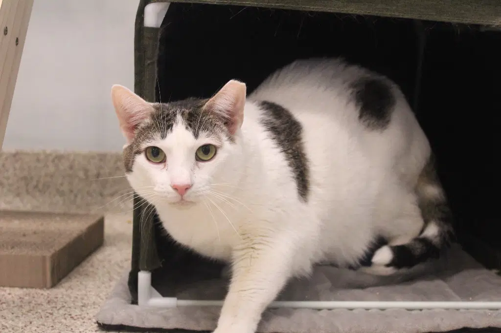 Drizzle - Domestic Short Hair
