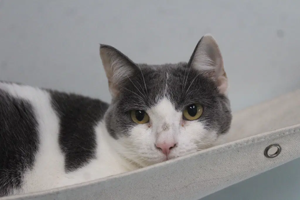 Puddle - Domestic Short Hair