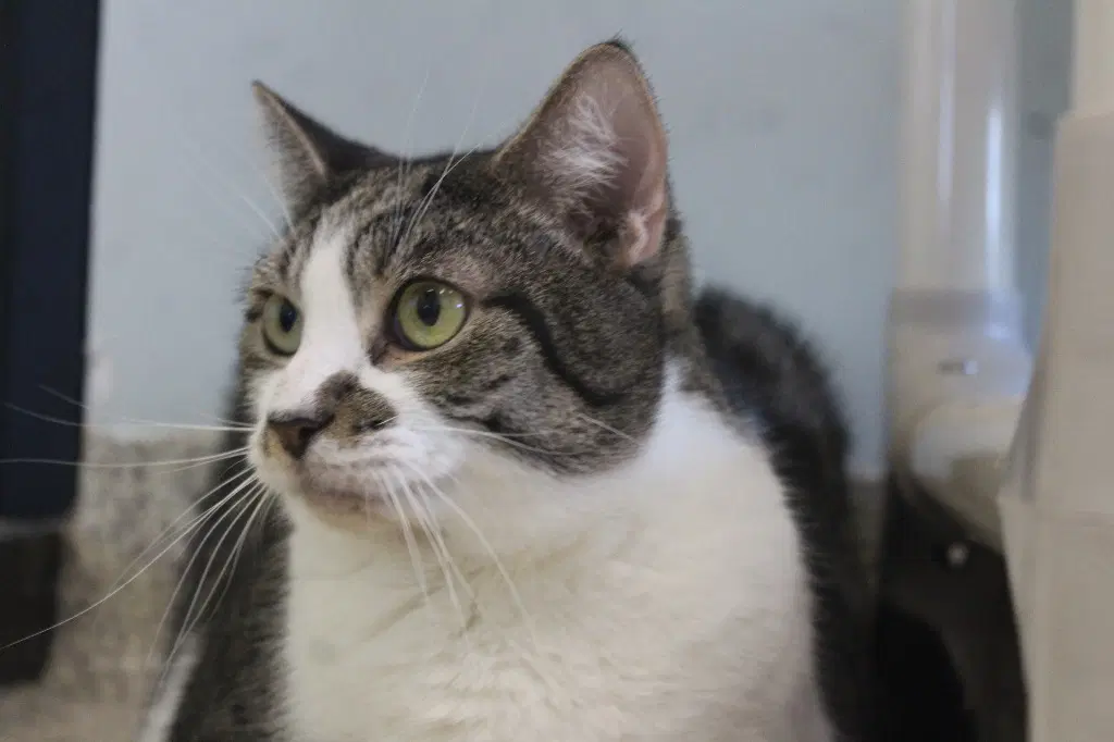 Sleet - Domestic Short Hair