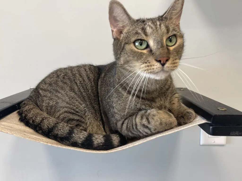 Fog - Domestic Short Hair