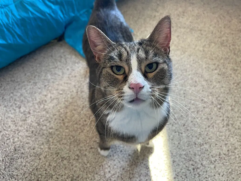 Bluster - Domestic Short Hair