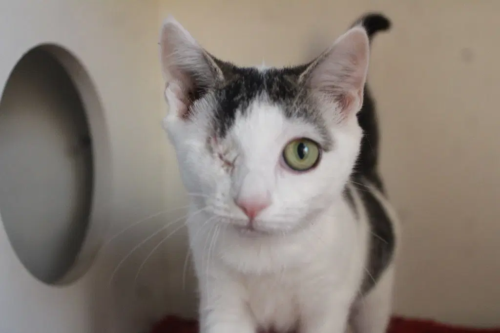 Side Quest - Domestic Short Hair