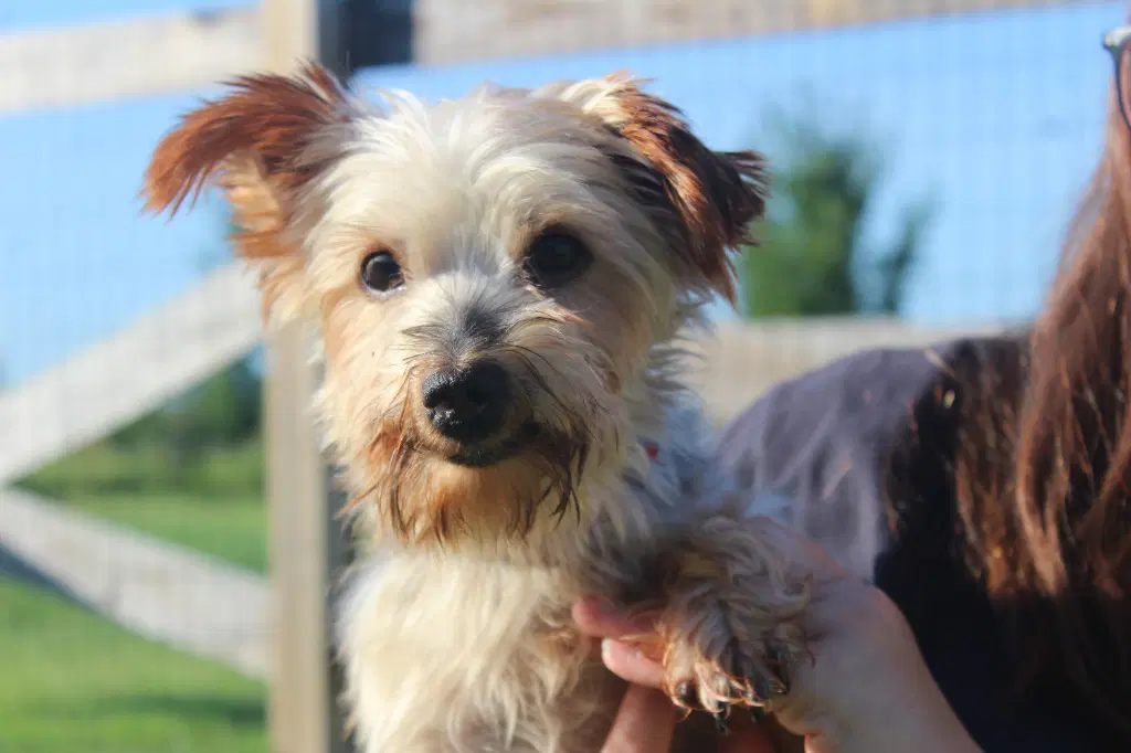 Teddy Bear - Yorkshire Terrier Yorkie