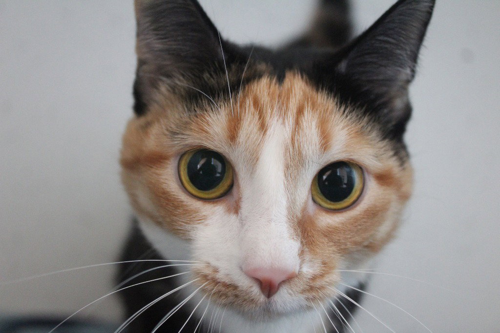 Merida, cat — photo 1 of 4