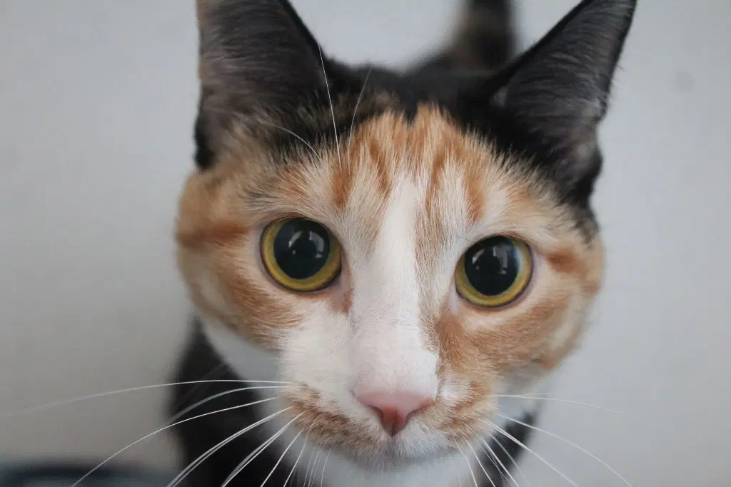 Merida - Domestic Short Hair