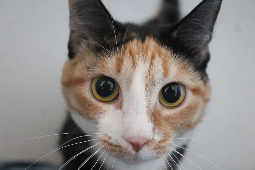 Merida