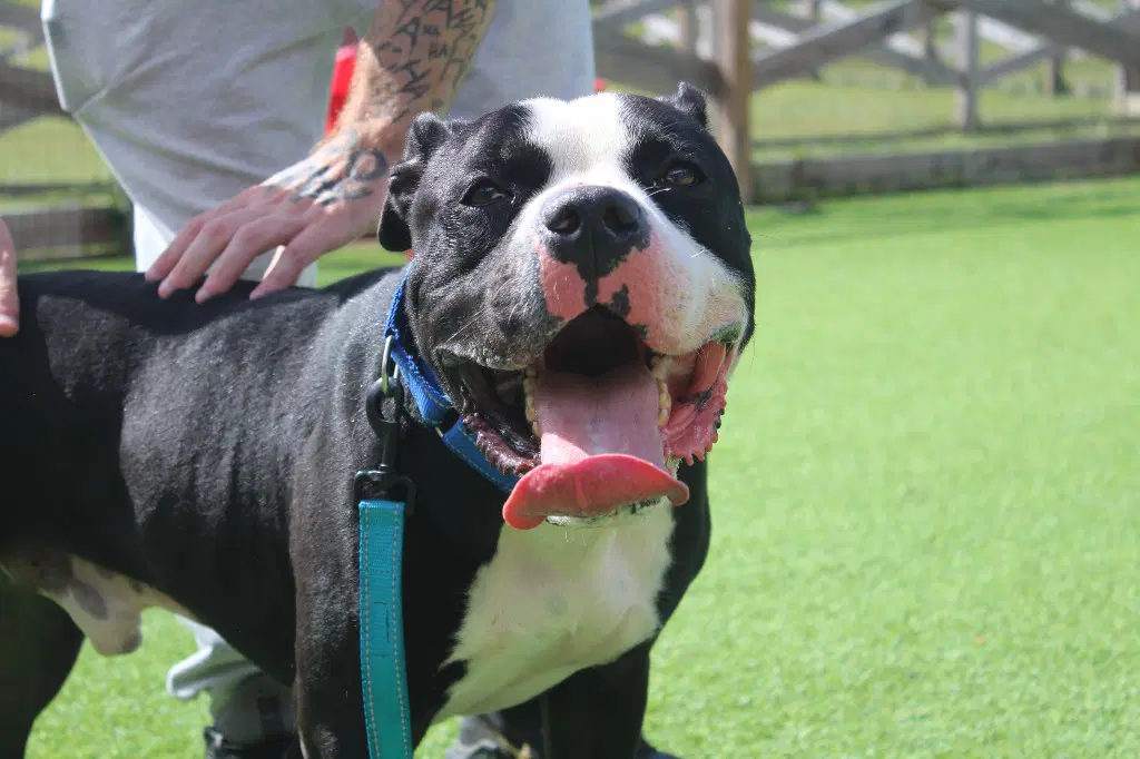 Boulderface - American Bulldog