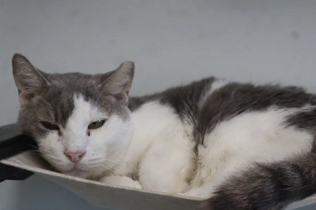 Dew - Domestic Short Hair
