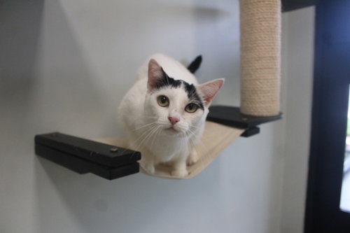 Raindrop, a cat for adoption from Humane Society of Kent County Maryland Inc.