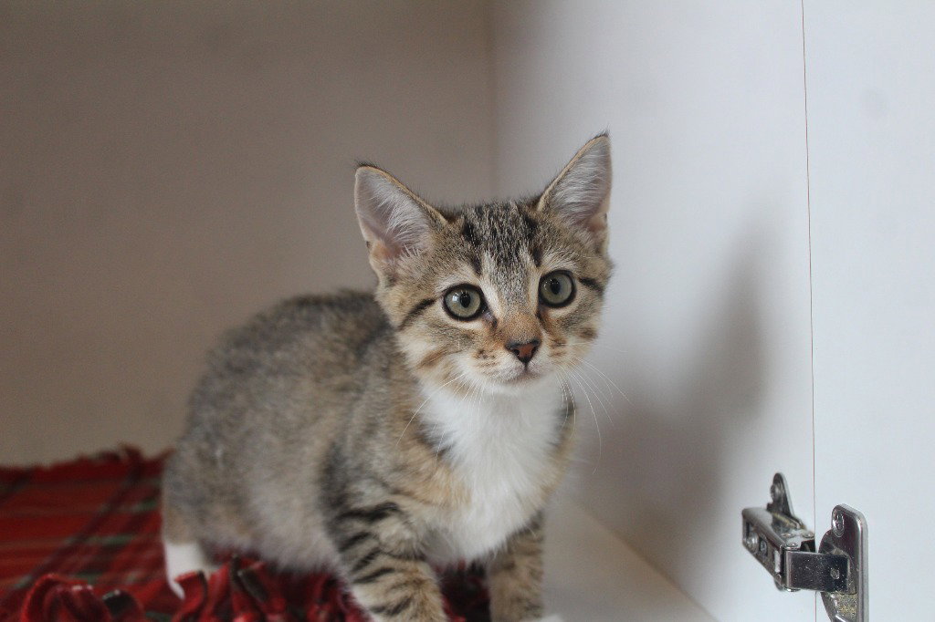 Zenith, Domestic Short Hair