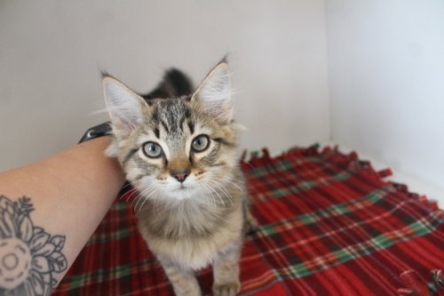 Orbit, a cat for adoption from Humane Society of Kent County Maryland Inc.