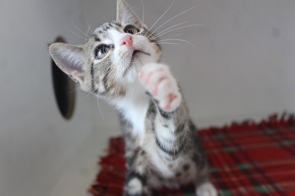 Mercury, Domestic Short Hair