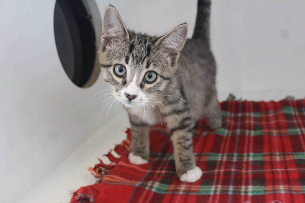 Pluto, Domestic Short Hair