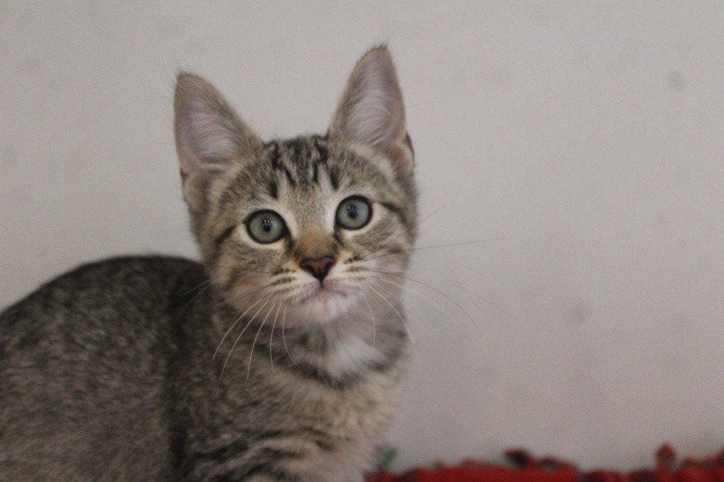 Hype, Domestic Short Hair