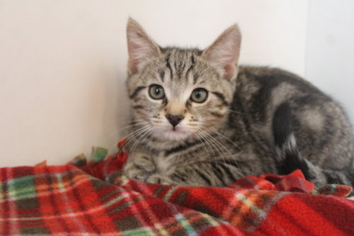 Hazard, a cat for adoption from Humane Society of Kent County Maryland Inc.